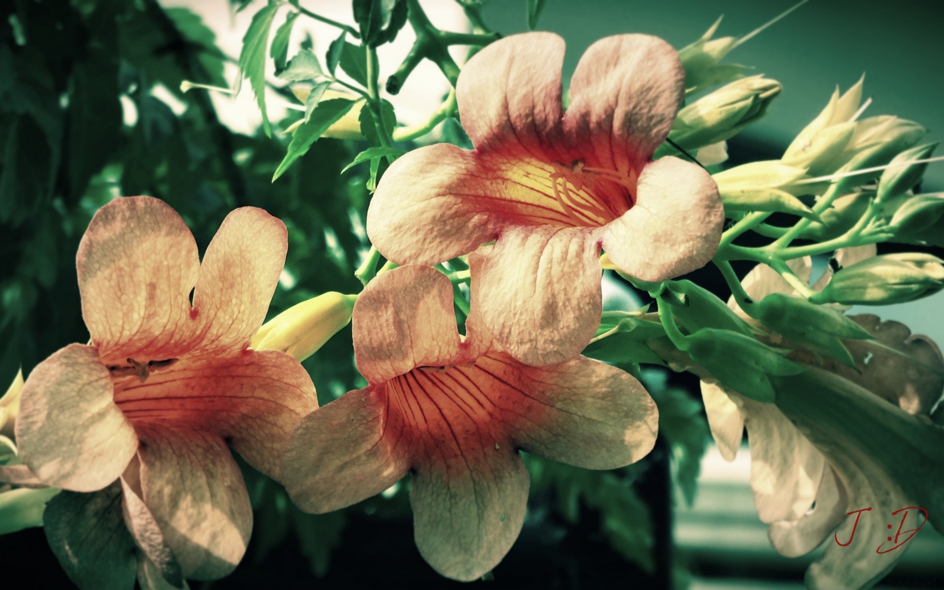 flowers flower flora nature garden leaf summer color floral close-up outdoors