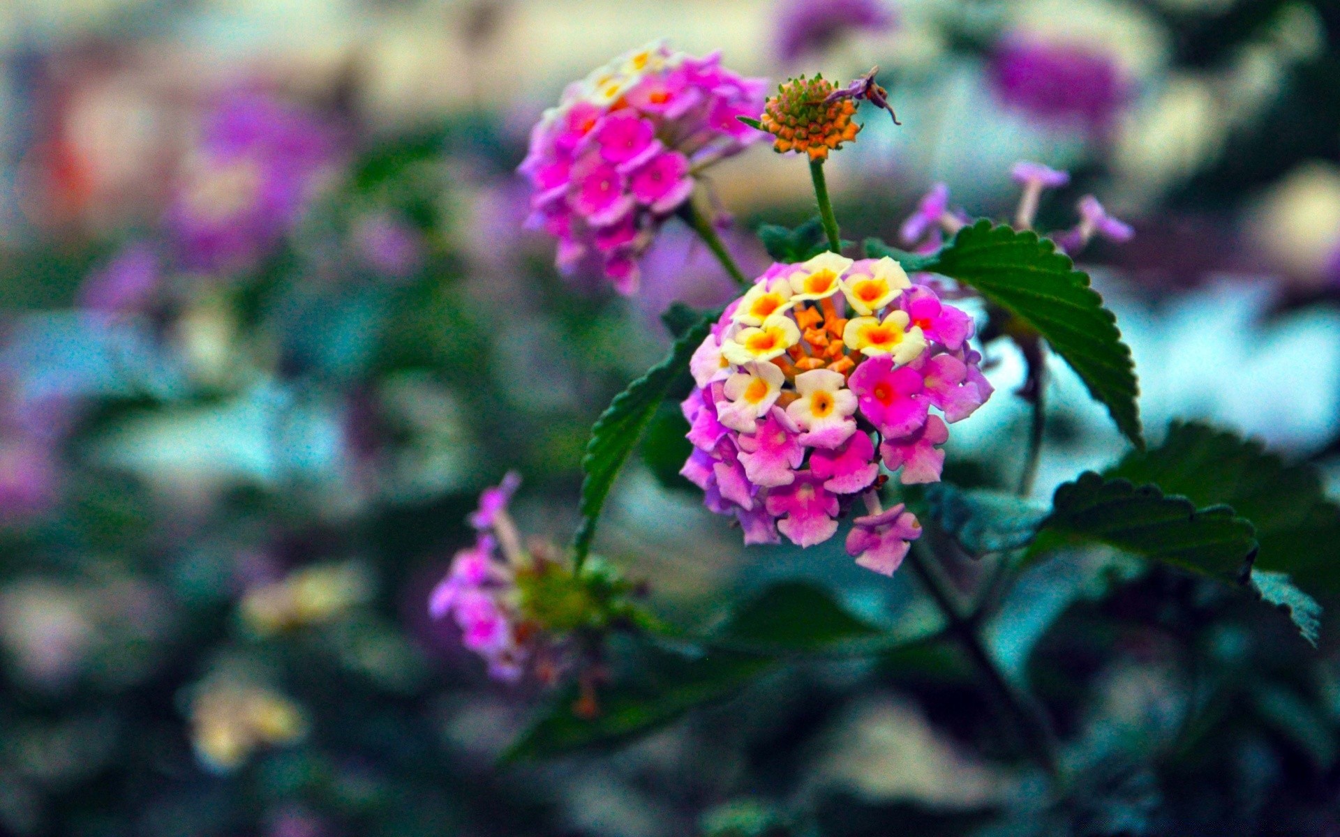 flores flor naturaleza flora hoja jardín verano crecimiento pétalo al aire libre floración color floral brillante primer plano temporada