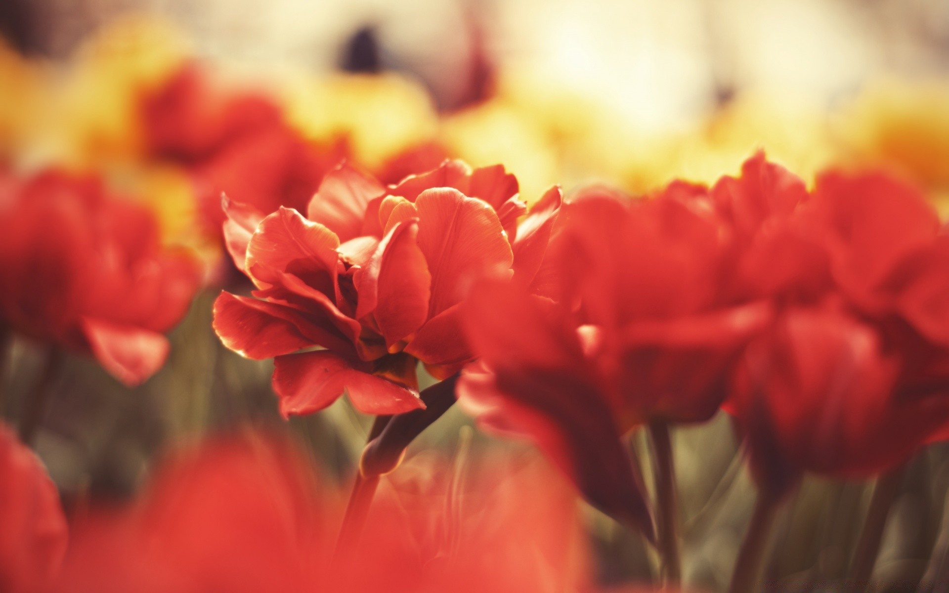 flores flor natureza flora jardim tulipa cor folha verão borrão floral pétala blooming brilhante campo buquê close-up bela temporada