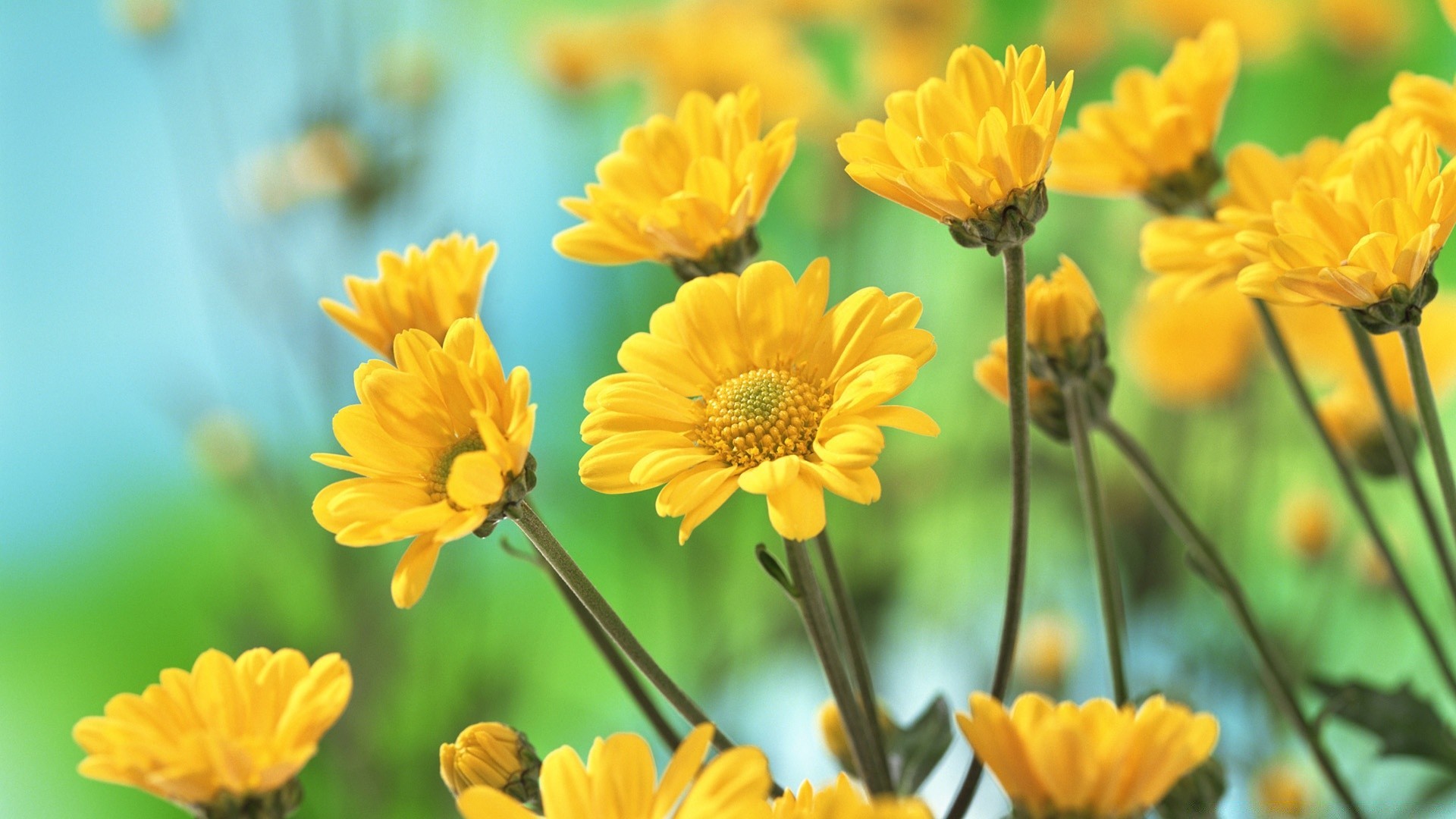 fleurs nature été fleur flore lumineux feuille croissance jardin floral pétale beau temps bluming saison à l extérieur champ couleur gros plan herbe soleil