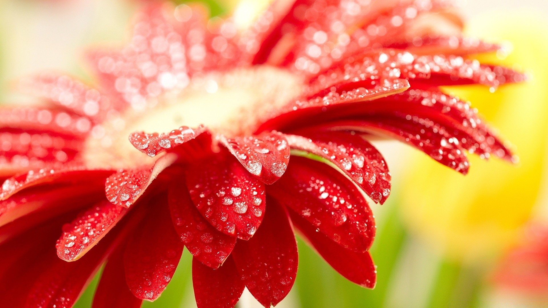 flowers nature summer flower dew flora leaf bright beautiful color close-up garden