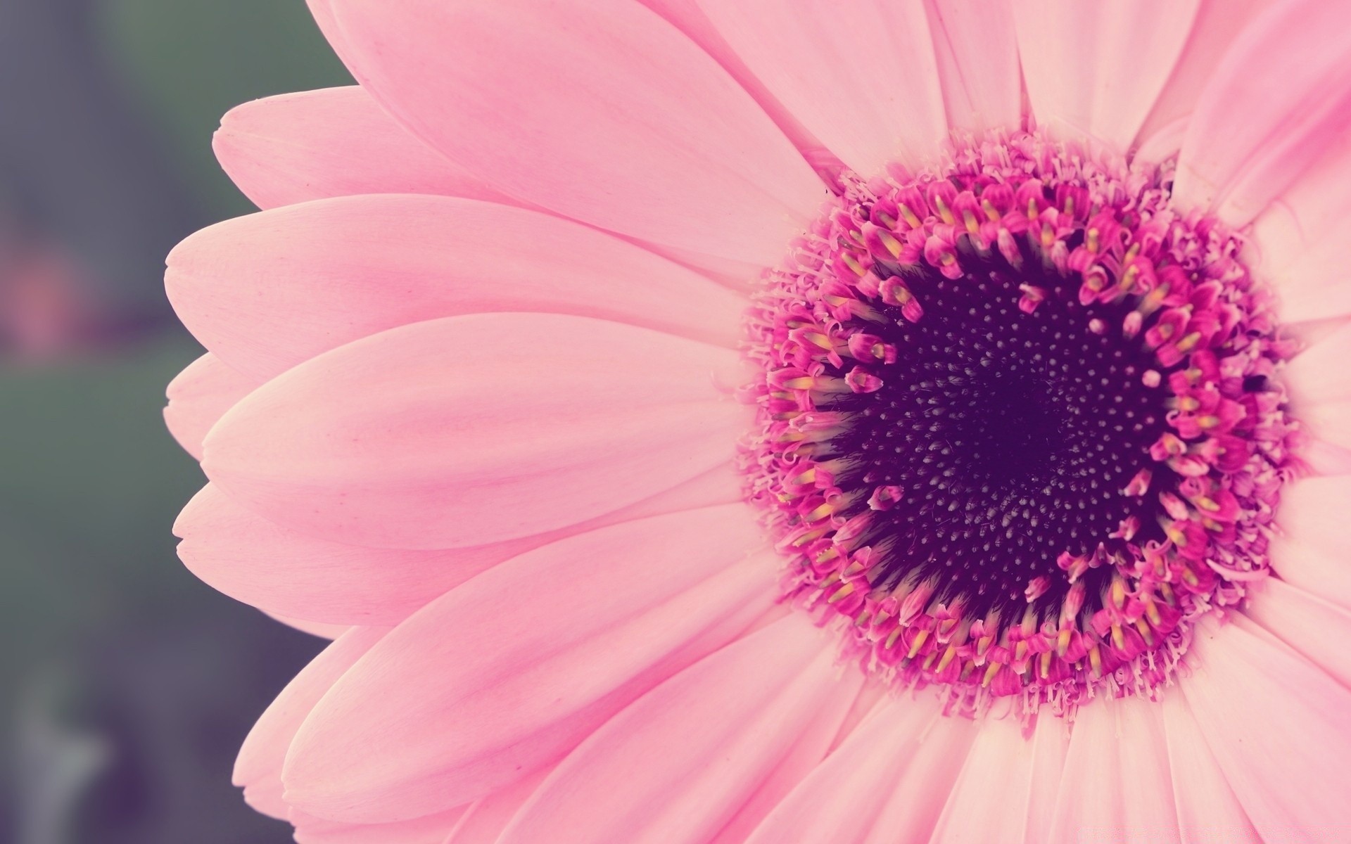 fiori fiore natura flora estate vivid petalo bello colore close-up fiore giardino floreale crescita gerbera desktop botanico vivid singolo