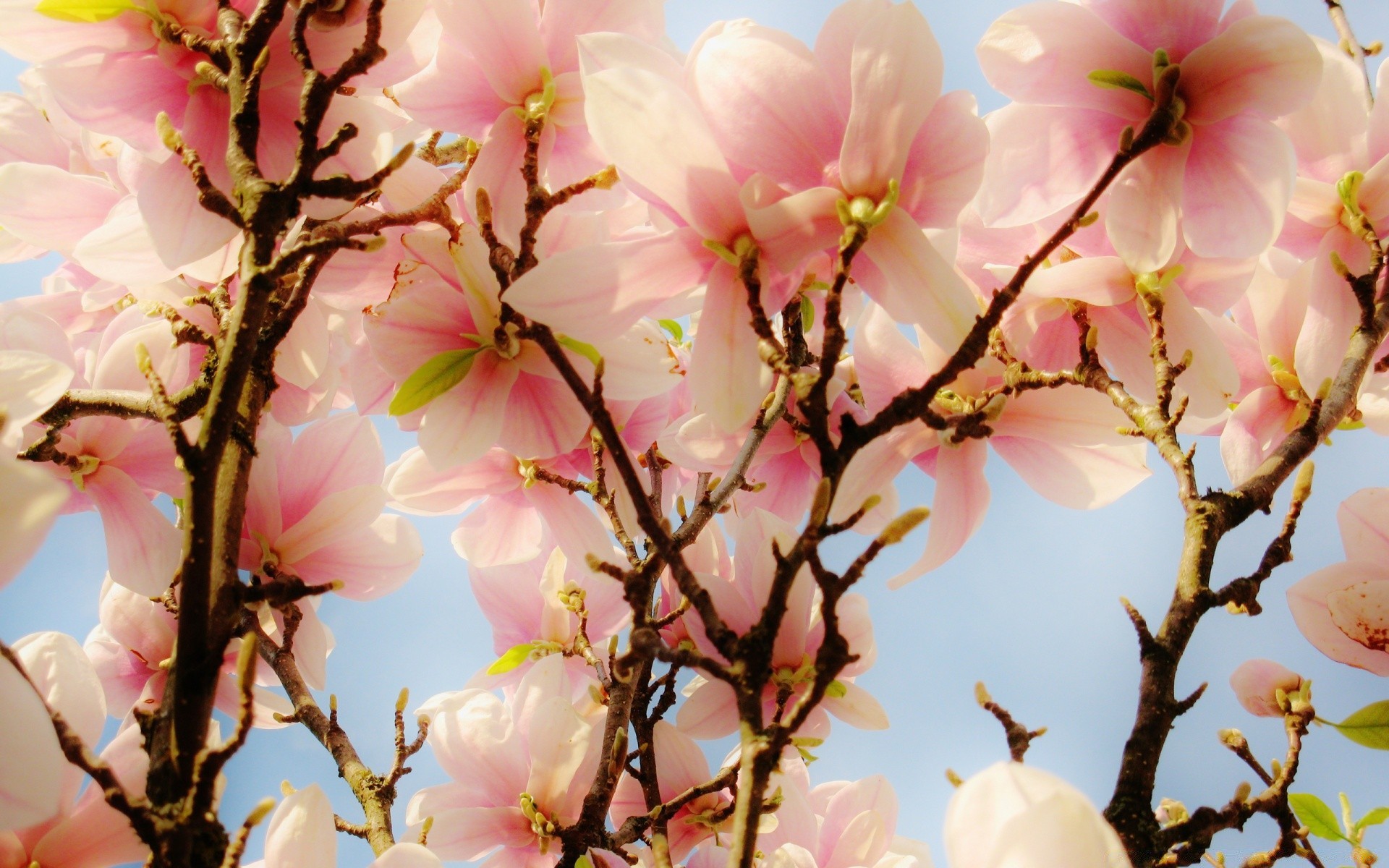 blumen blume kirsche zweig natur baum flora garten blühen blütenblatt kumpel saison blumen blatt hell wachstum magnolie schließen sanft frühling