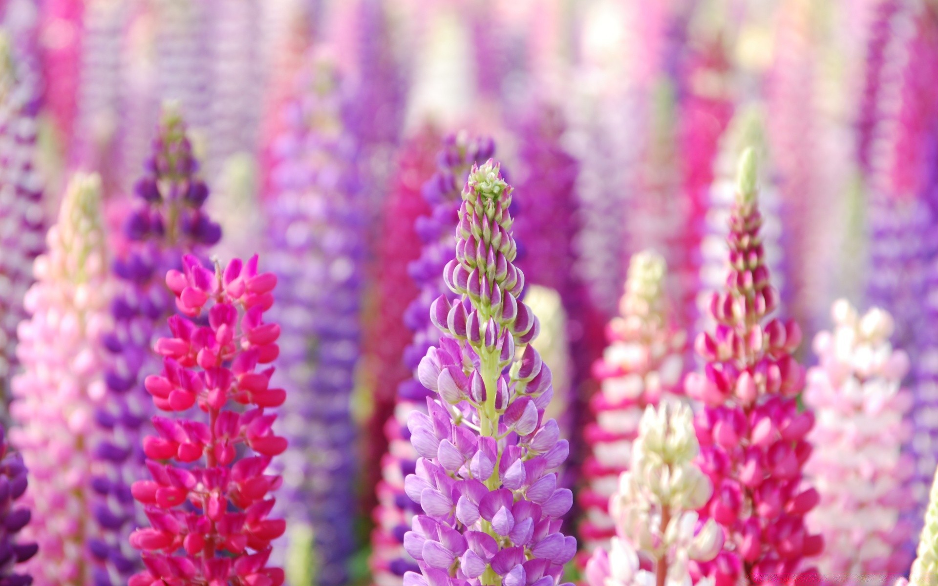 kwiaty natura kwiat flora jasny kolor kwiatowy lato bluming ogród płatek pulpit piękne zbliżenie na zewnątrz