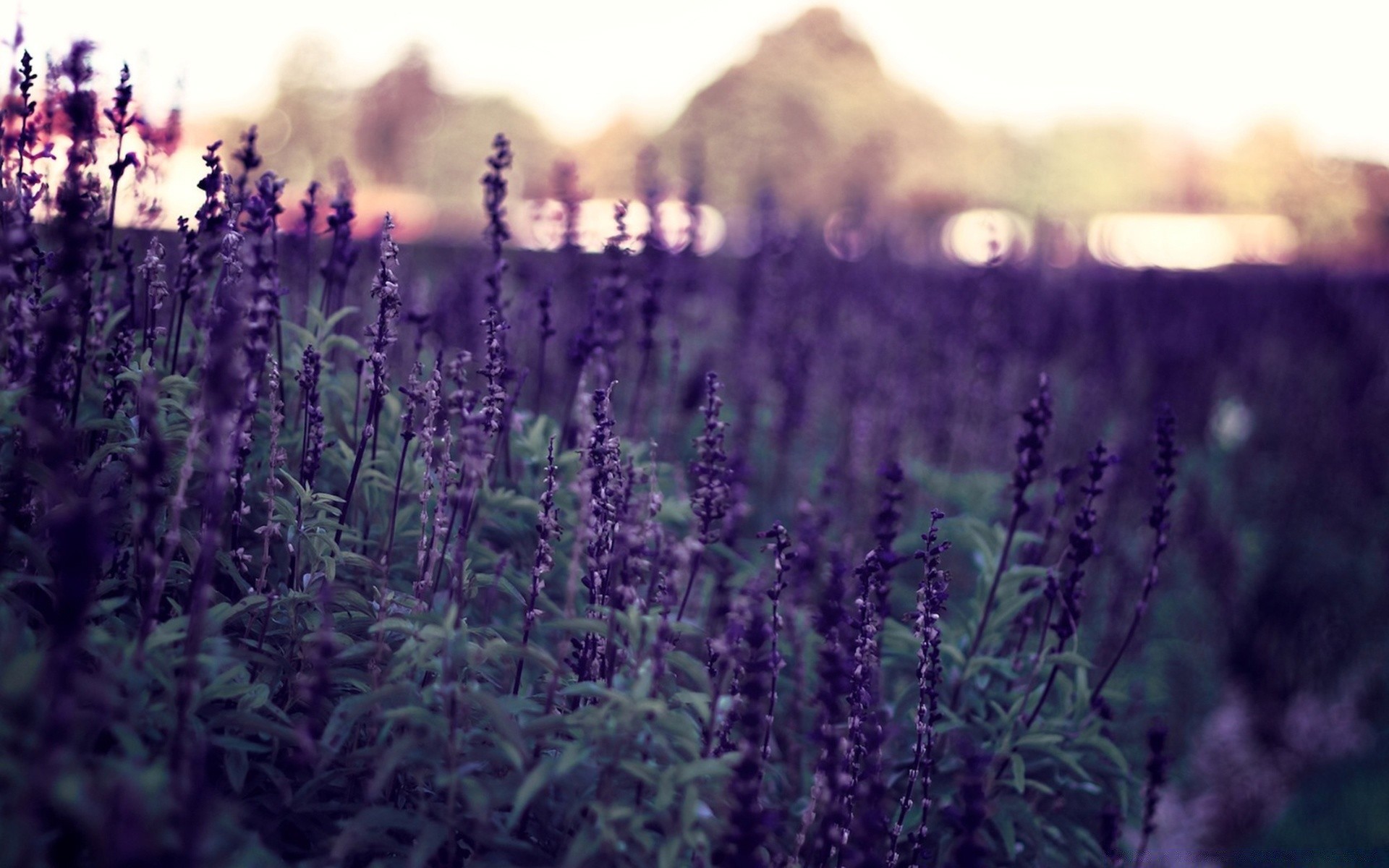 fleurs lavande fleur nature à base de plantes champ herbes aromathérapie parfum flore aromatique été à l extérieur jardin agriculture ferme campagne couleur parfumé