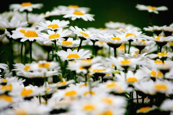 Champ de marguerites sur fond sombre