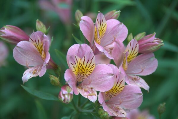 Zarte Blumen für den Bildschirmschoner