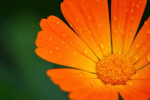 Bright orange juicy flower