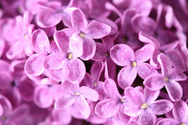 Flores lilás close-up