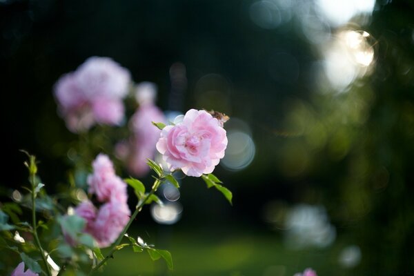 Pink rose blooms in the garden