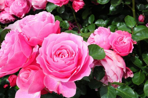 Pink roses. Flowers in nature