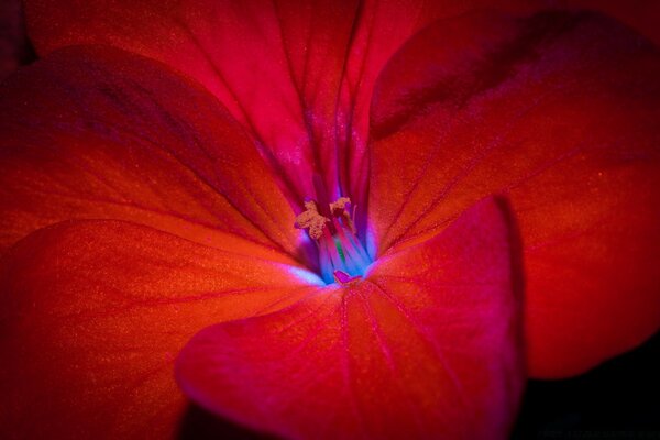 Brillante flor roja fascinante