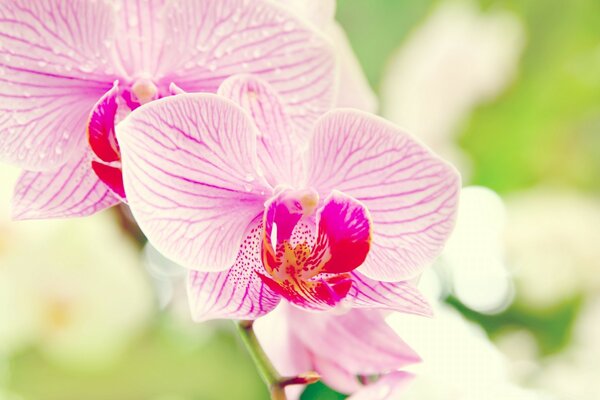 Orquídea rosa. flores tropicales