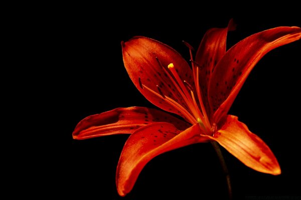 Red flower on black background