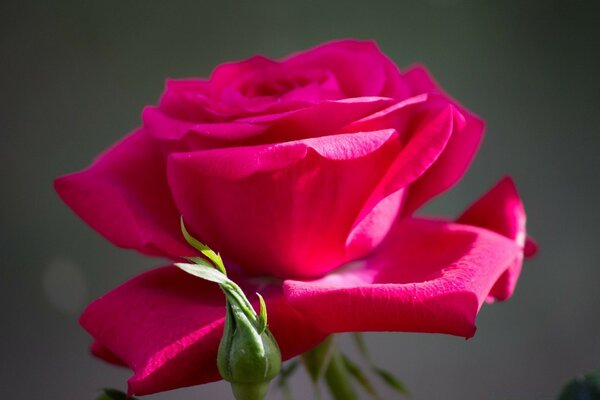 Image of a rose on a gray background