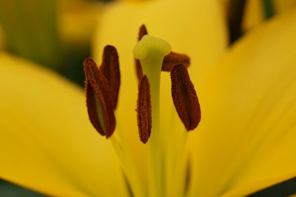 Pistil et étamine de fleur jaune