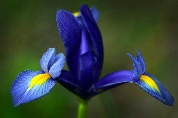 Nature à l extérieur. Fleur