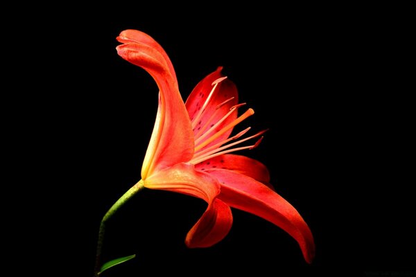 Beautiful orange flower on a black background