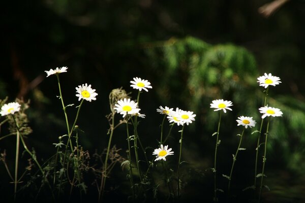 Gänseblümchen Tapete mit Gänseblümchen Blumen