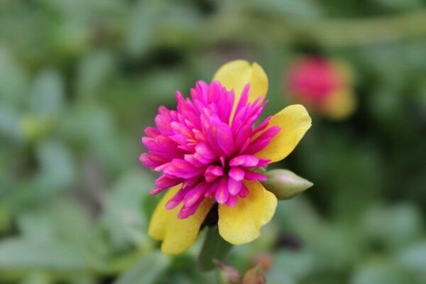 A very interesting yellow flower with a pink center