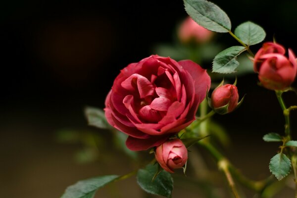 La rosa es una forma de arte