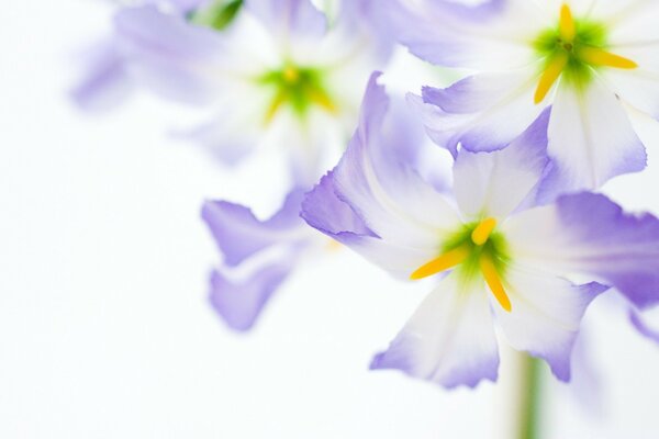 Belles fleurs violettes sur fond blanc