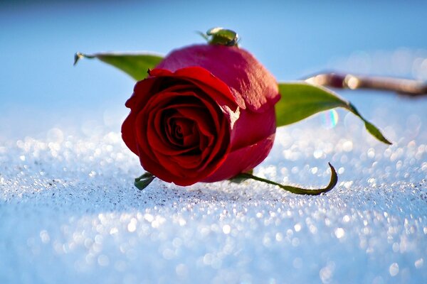 A rose in the snow. Flower on a blue background