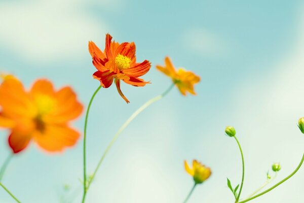 Freude und Frieden, diese Blumen ziehen in den Himmel