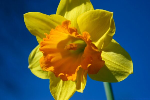 A pale yellow flower on a blue sky