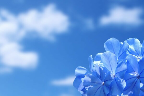 Été et nature. fleurs bleues