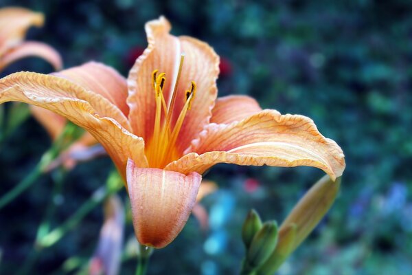 Flor de naranja en flor sobre fondo borroso