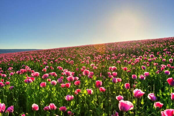 Champ de tulipes en fleurs. fleurs roses