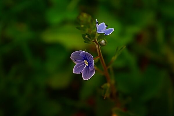 Flor roxa para protetor de tela