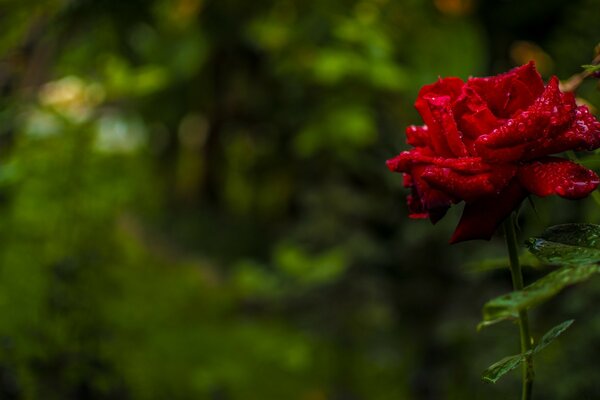 Una rosa en tu corazón, tierna y linda