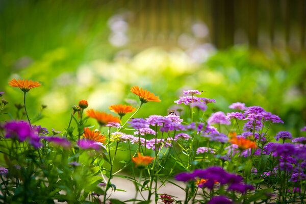 Orange and purple flowers in the garden