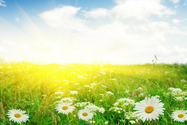 The rays of the sun in the field of daisies