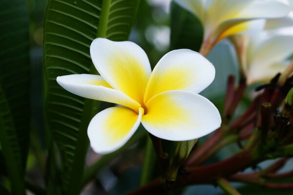 Bela imagem de uma flor incomum