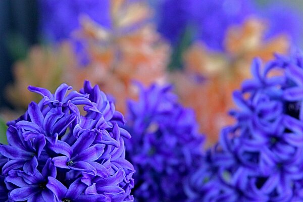 Bella combinazione di colore blu