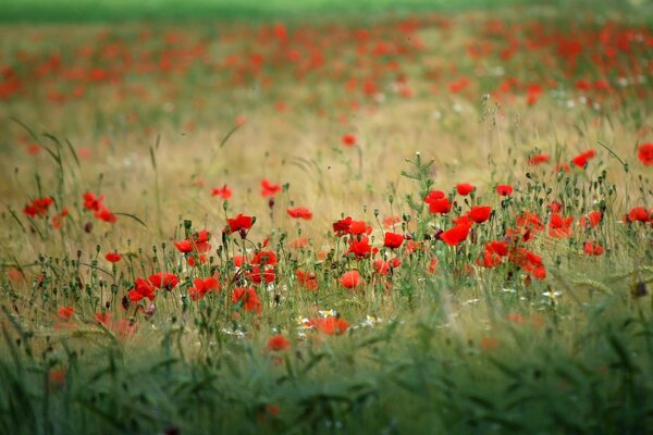 The floor is strewn with bright poppies