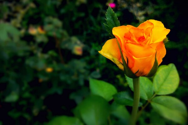 Hermosa flor de rosa amarilla