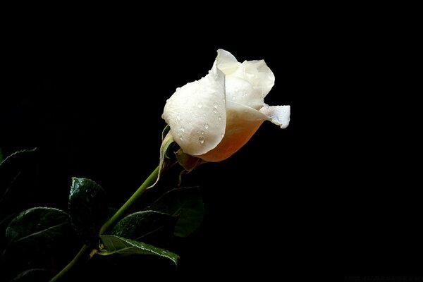 Beautiful white rose