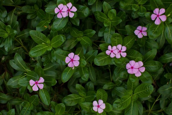 Bahçede pembe çiçeklerin fotoğrafı