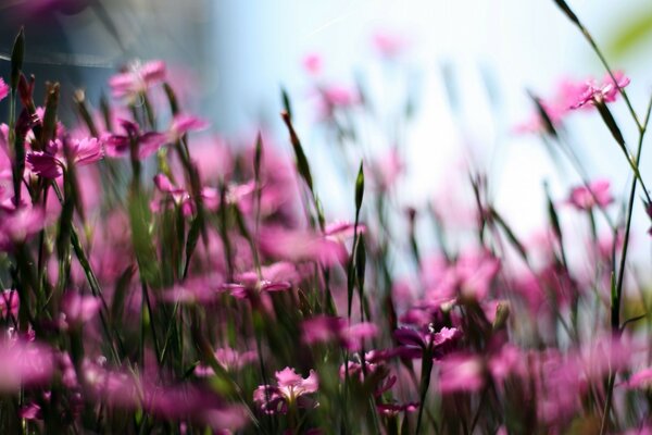 Scatola di fiori rosa sullo screensaver