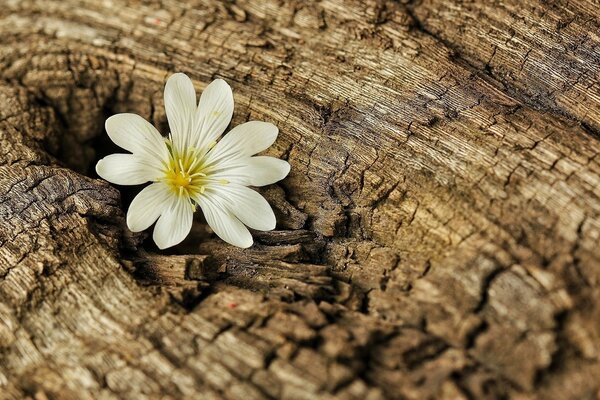 Die Blume wuchs im Inneren eines toten Baumes auf