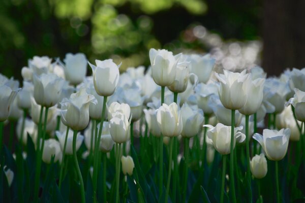 Beautiful white roses are growing