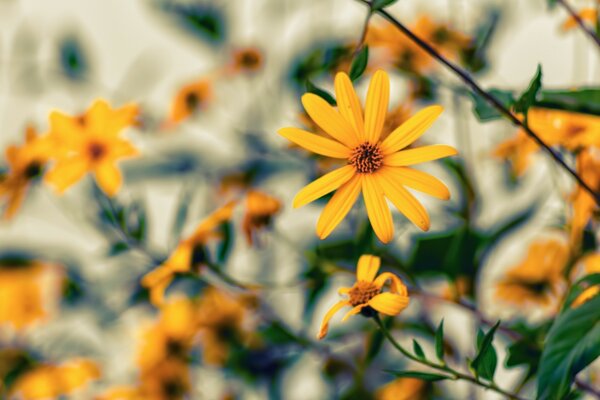 Flores de naranja para el protector de pantalla