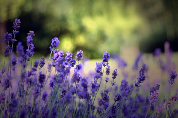 A glade of blooming lavender in the forest