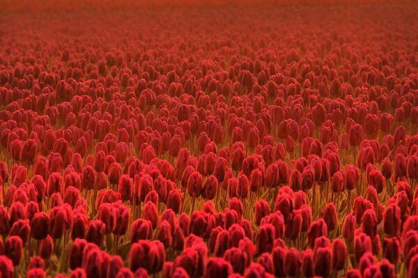 Champ de tulipes rouges