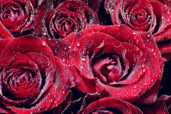 Rose rosse con gocce di rossa