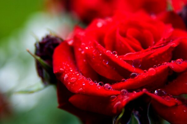 Beautiful view of dew on a rose